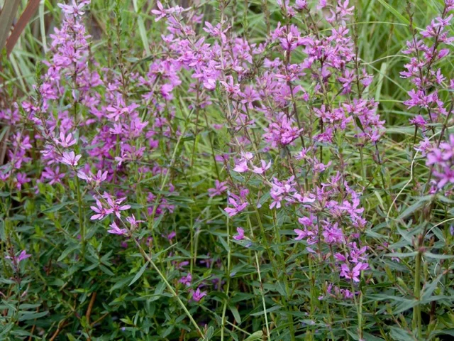 Lythrum virgatum 'Dropmore Purple'