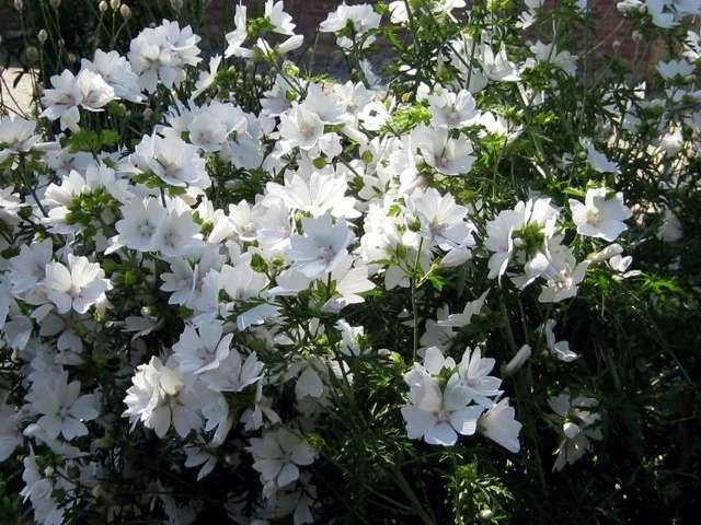 Malva moschata 'Alba'
