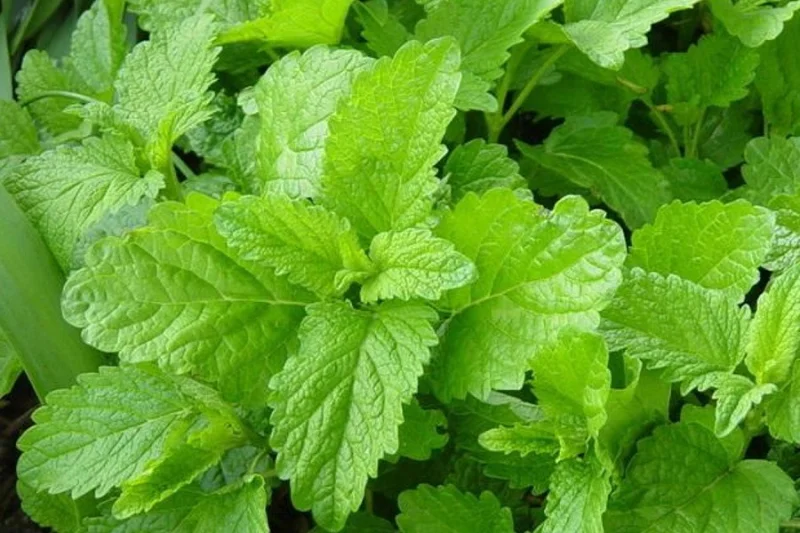 Melissa officinalis