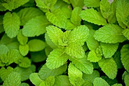 Mentha piperita