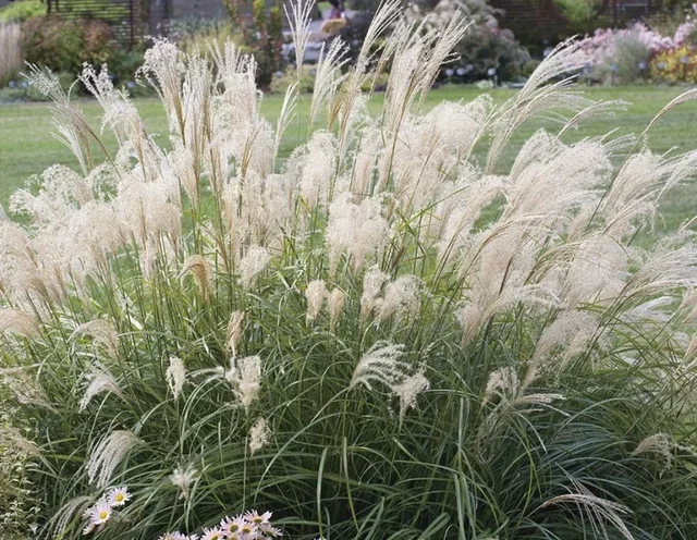 Miscanthus sinensis 'Adagio'
