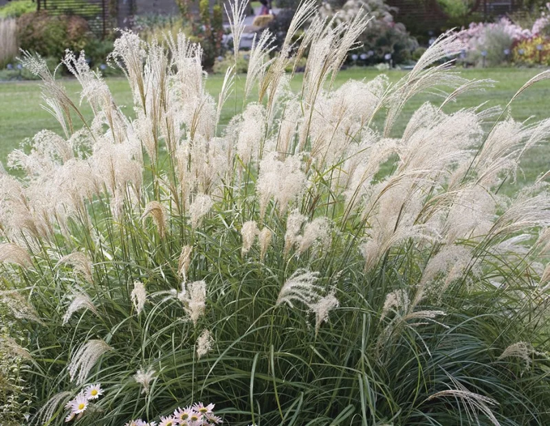 Miscanthus sinensis 'Adagio'