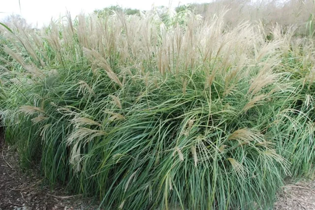 Miscanthus sinensis 'Adagio'