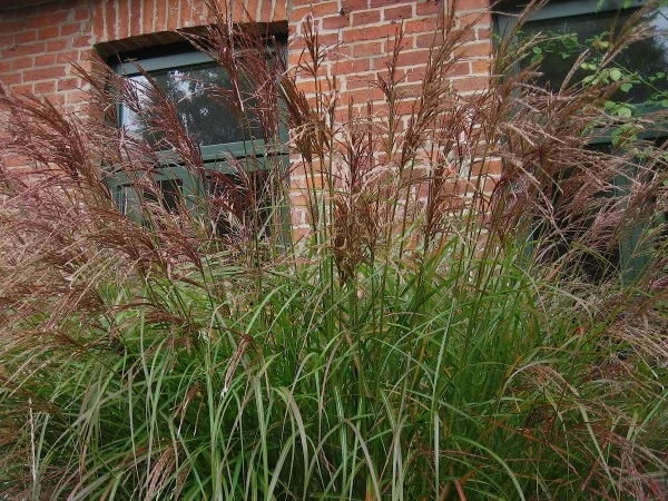 Miscanthus sinensis 'Ferner Osten'