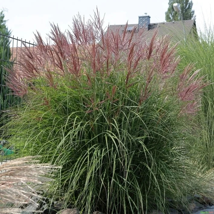 Miscanthus sinensis 'Ferner Osten'