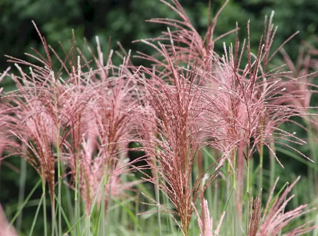 Miscanthus sinensis 'Flamingo'