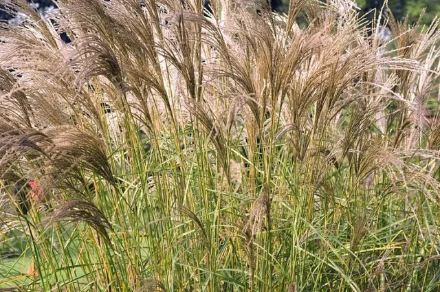 Miscanthus sinensis 'Flamingo'