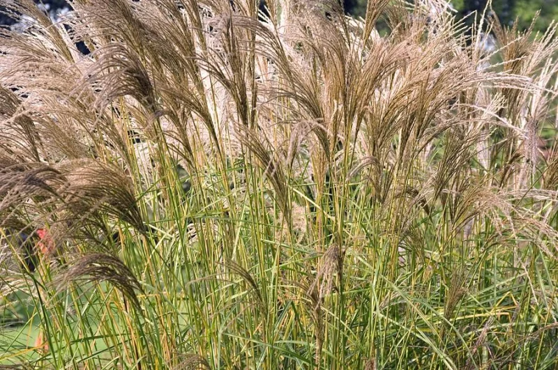 Miscanthus sinensis 'Flamingo'