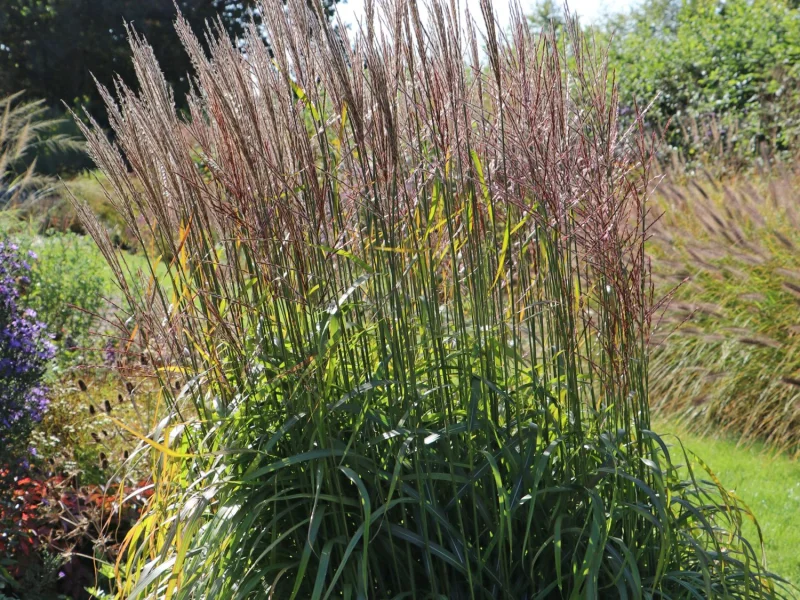Miscanthus sinensis 'Ghana'-1