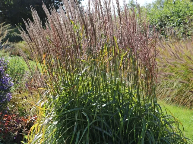 Miscanthus sinensis 'Ghana'