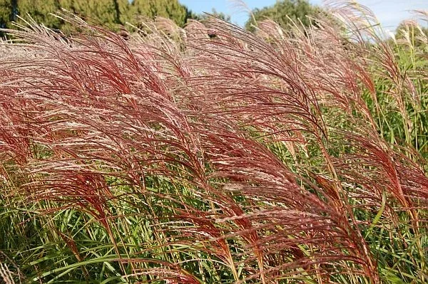 Miscanthus sinensis 'Ghana'