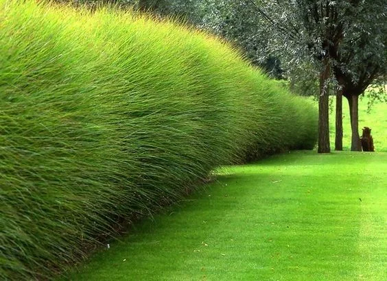 Miscanthus sinensis 'Gracillimus'