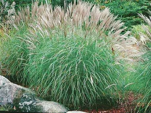 Miscanthus sinensis 'Gracillimus'