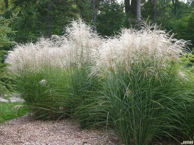 Miscanthus sinensis 'Graziella'