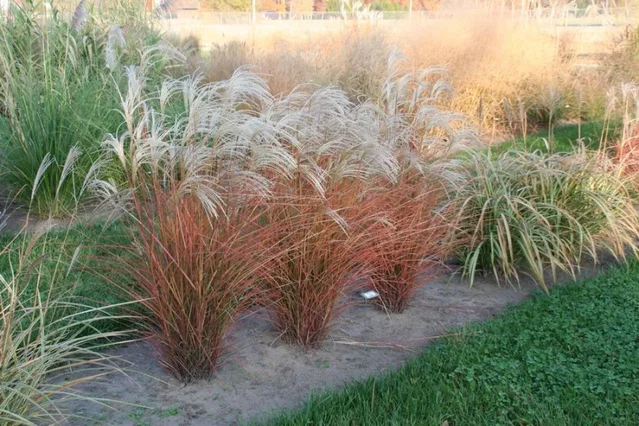 Miscanthus sinensis 'Graziella'