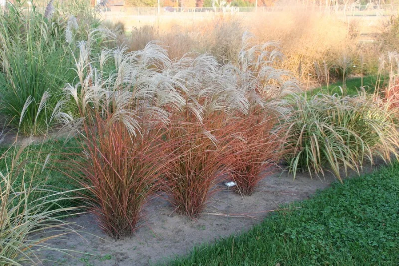 Miscanthus sinensis 'Graziella'