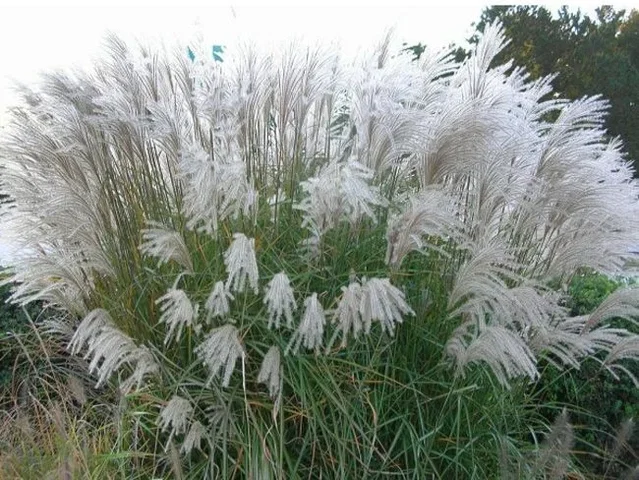Miscanthus sinensis 'Grosse Fontäne'