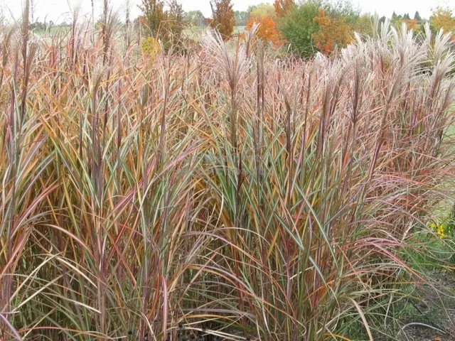 Miscanthus sinensis 'Grosse Fontäne'