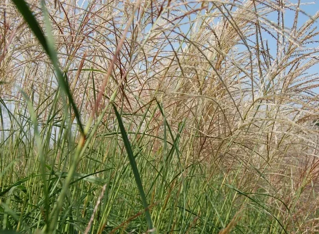 Miscanthus sinensis 'Herman Mussel'