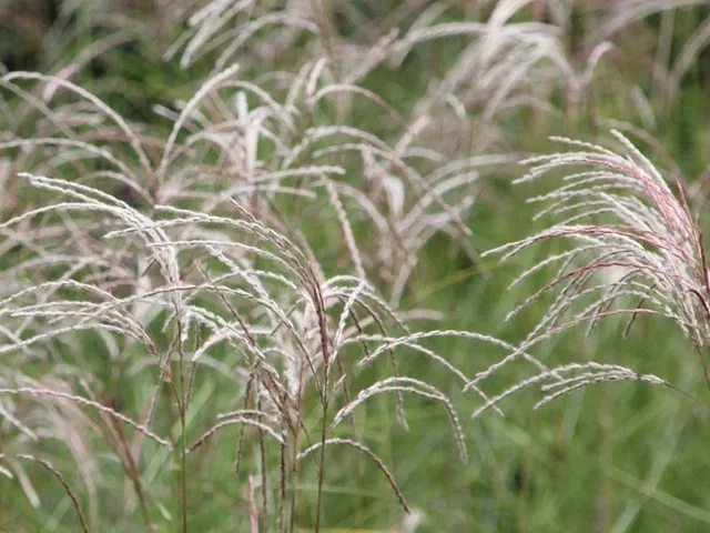 Miscanthus sinensis 'Kleine Fontäne'