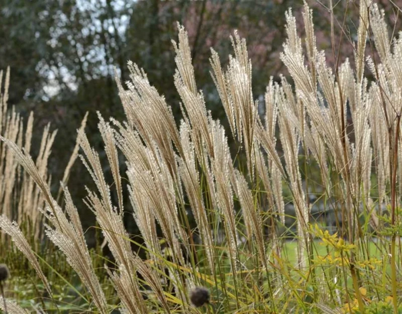 Miscanthus sinensis 'Kleine Silberspinne'