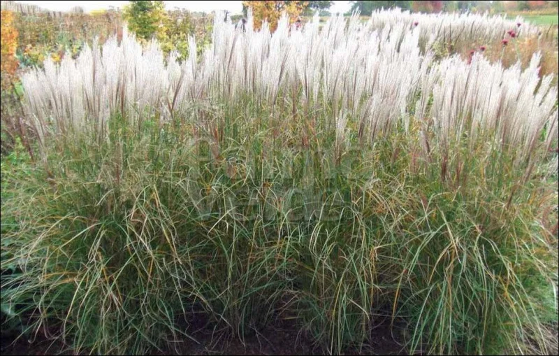 Miscanthus sinensis 'Kleine Silberspinne'