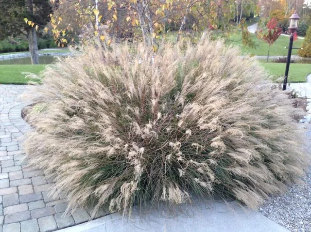 Miscanthus sinensis 'Little Kitten'