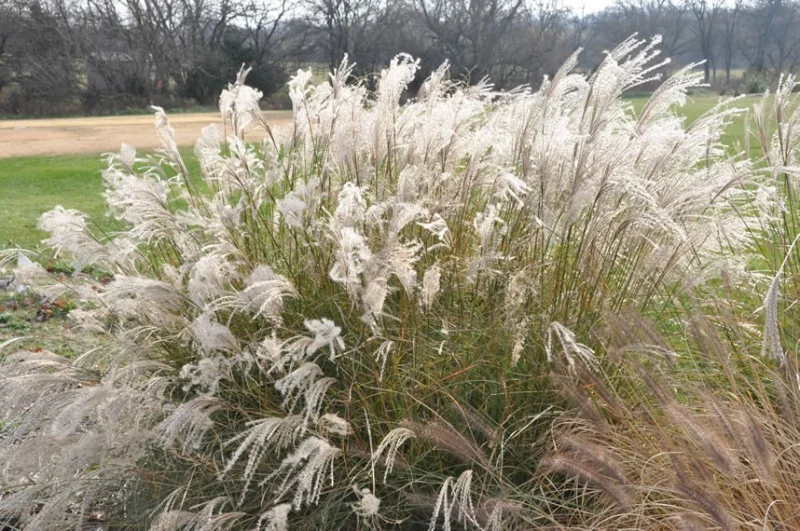 Miscanthus sinensis 'Little Kitten'-2