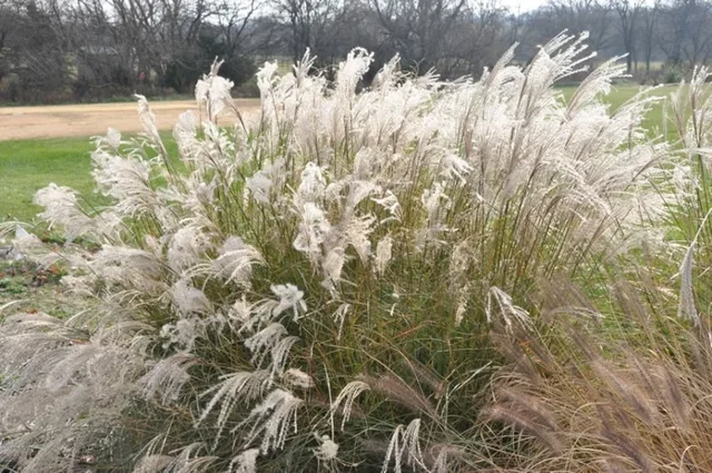 Miscanthus sinensis 'Little Kitten'