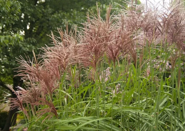 Miscanthus sinensis 'Malepartus'