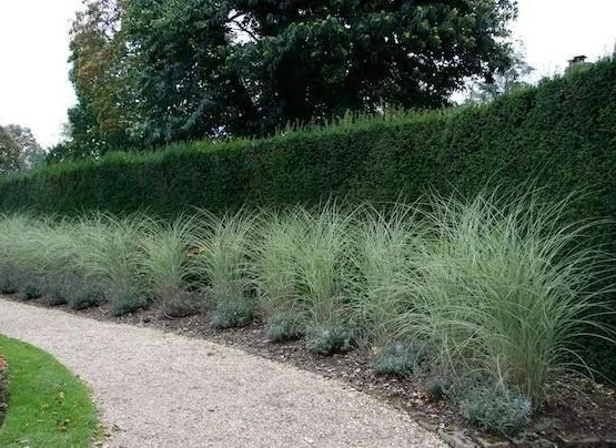 Miscanthus sinensis 'Morning Light'