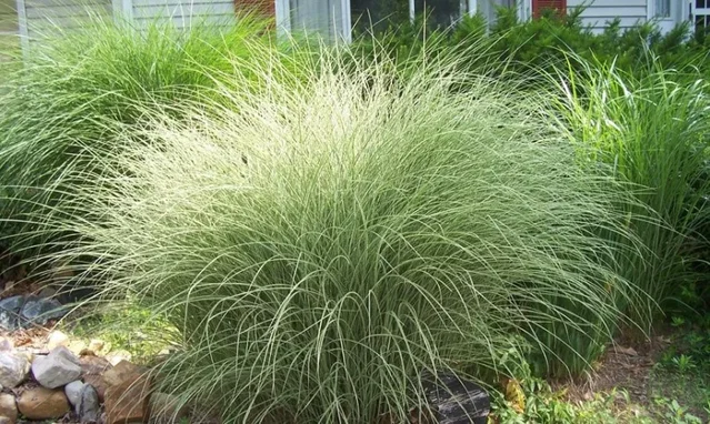 Miscanthus sinensis 'Morning Light'
