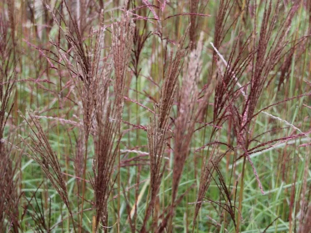 Miscanthus sinensis 'Nippon'