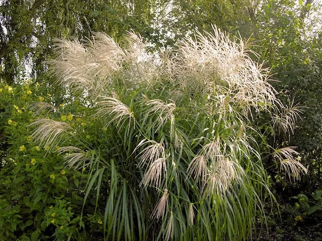 Miscanthus sinensis 'Silberfeder'