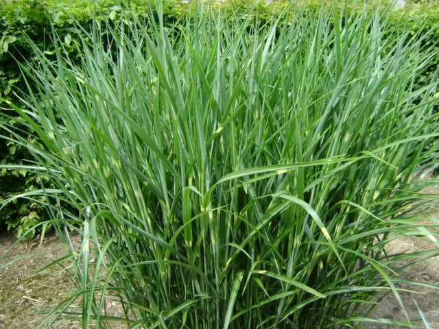 Miscanthus sinensis 'Strictus'