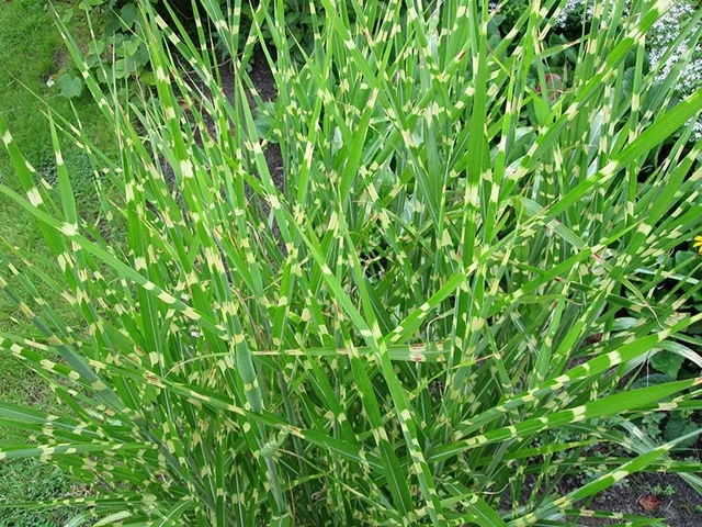 Miscanthus sinensis 'Strictus'