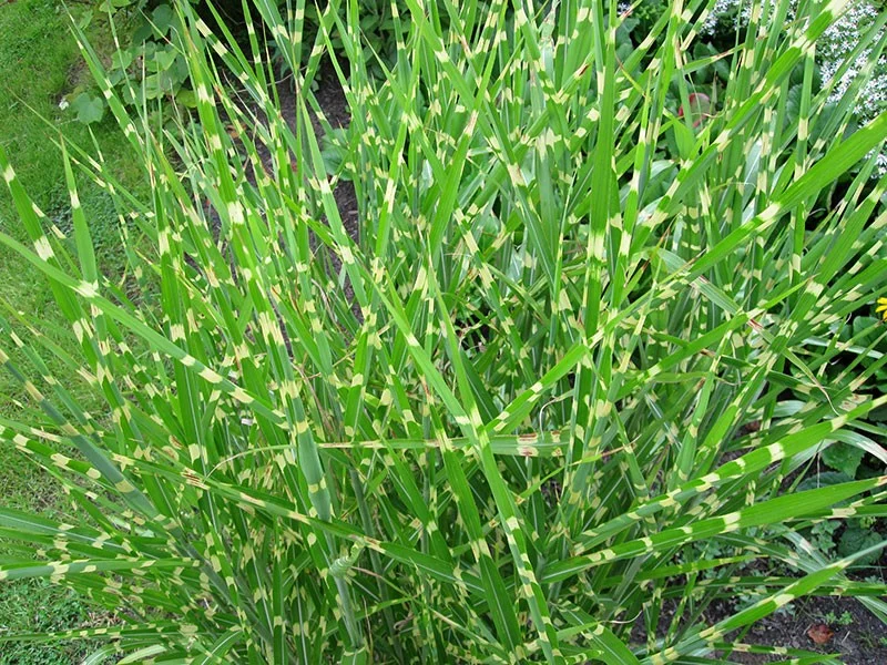 Miscanthus sinensis 'Strictus'