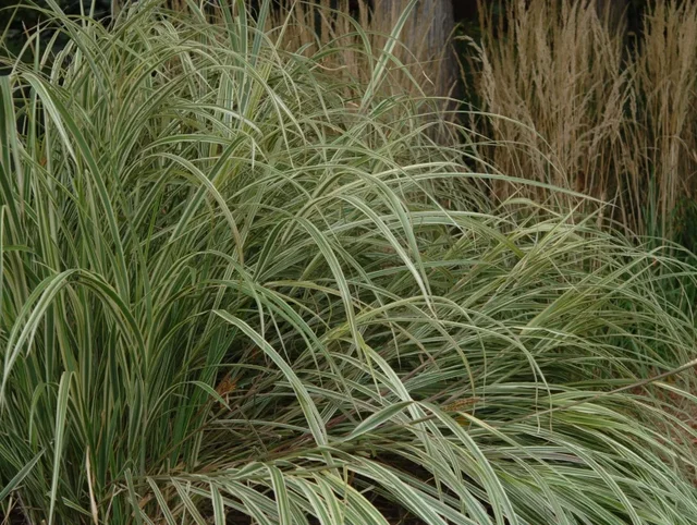 Miscanthus sinensis 'Variegatus'
