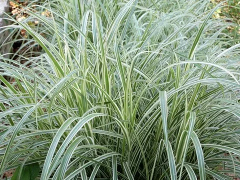 Miscanthus sinensis 'Variegatus'