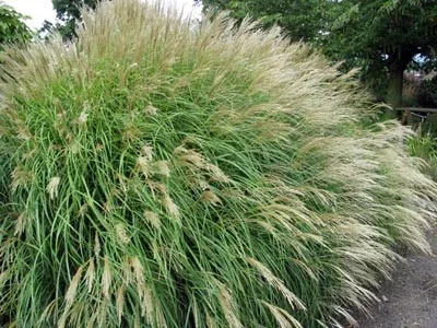 Miscanthus sinensis 'Yaku Jima'