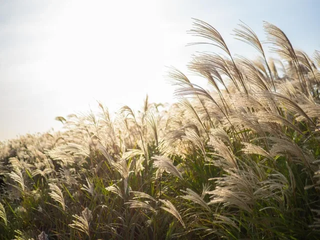 Miscanthus sinensis