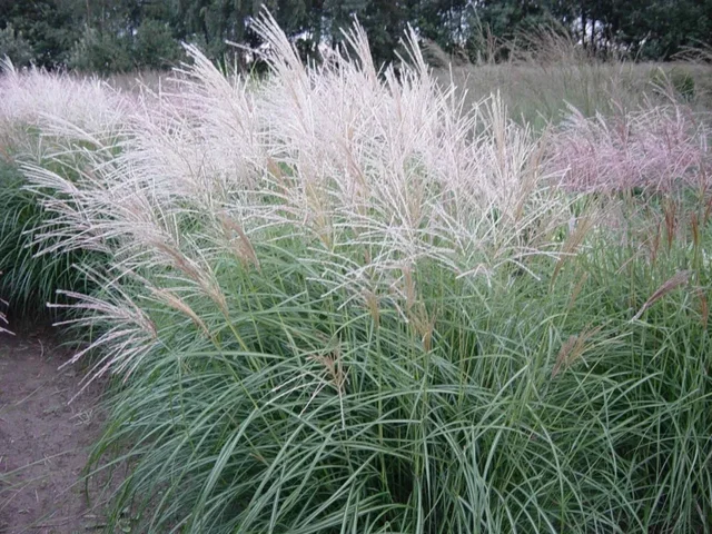 Miscanthus sinensis