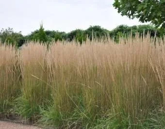 Molinia arundinacea 'Karl Foerster'