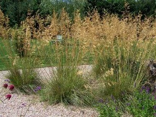 Molinia caerulea 'Heidebraut'-1