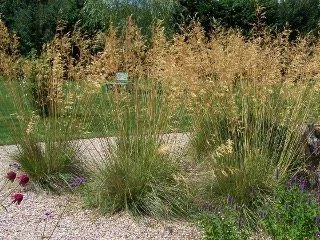 Molinia caerulea 'Heidebraut' (Kleines Pfeifengras)
