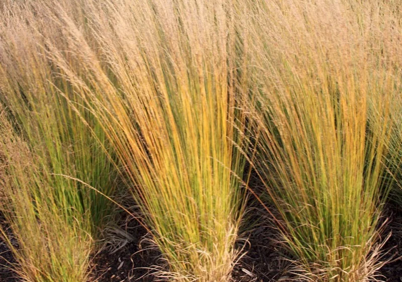Molinia caerulea 'Heidebraut'-2