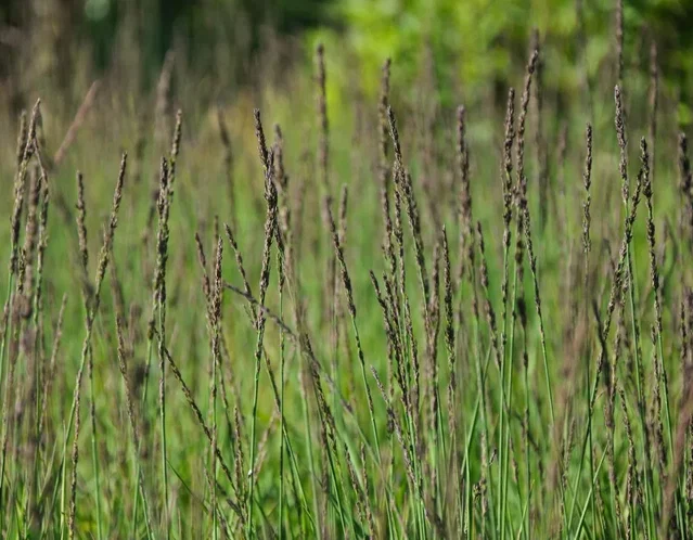 Molinia caerulea 'Moorhexe'