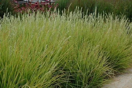 Molinia caerulea 'Moorhexe'