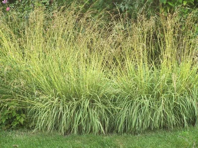 Molinia caerulea 'Variegata'