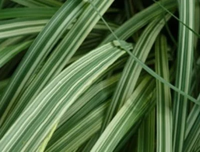 Molinia caerulea 'Variegata'
